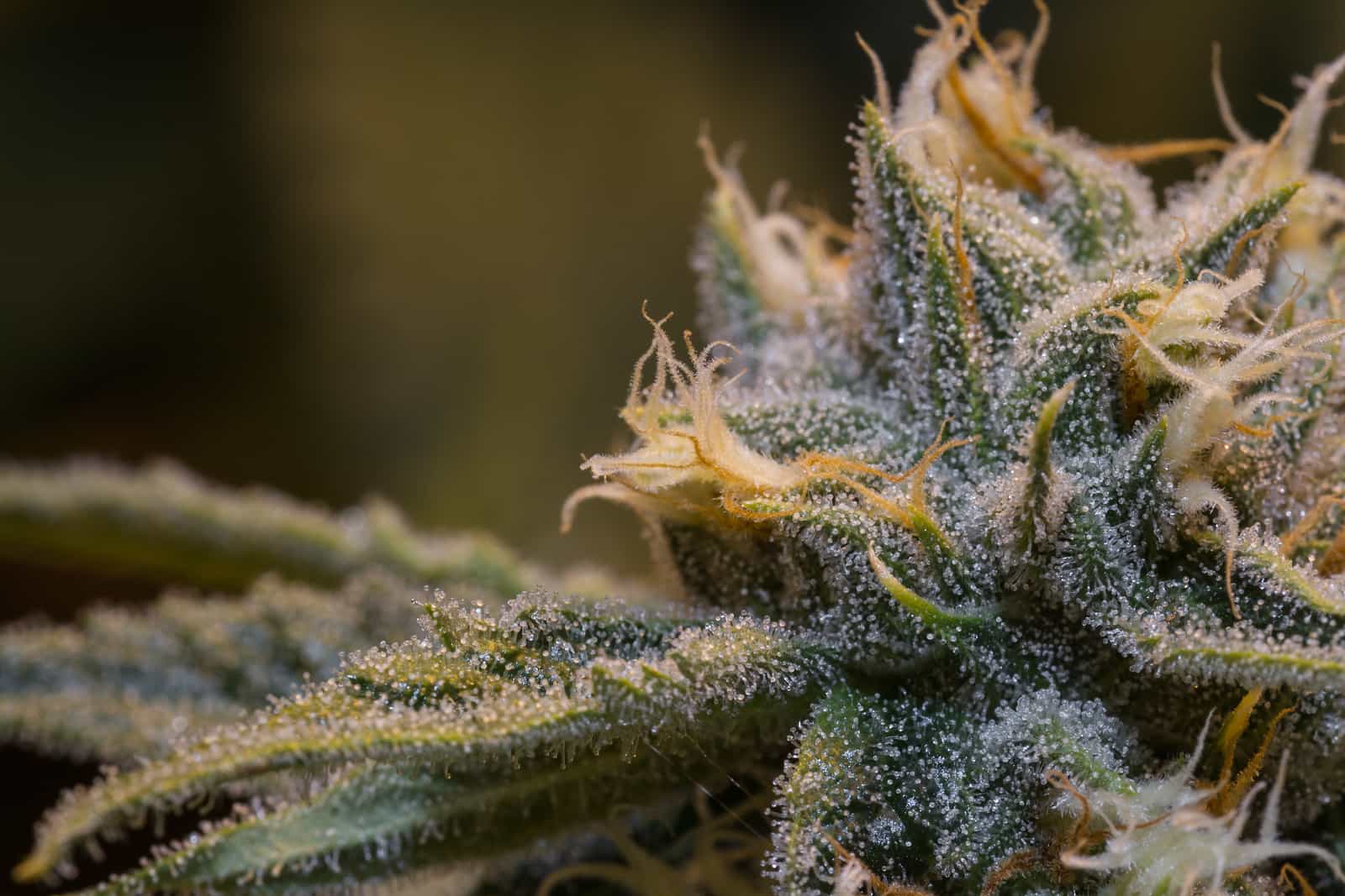 Marijuana Plant